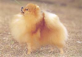 �����Ƒ��Ɍ}����O��